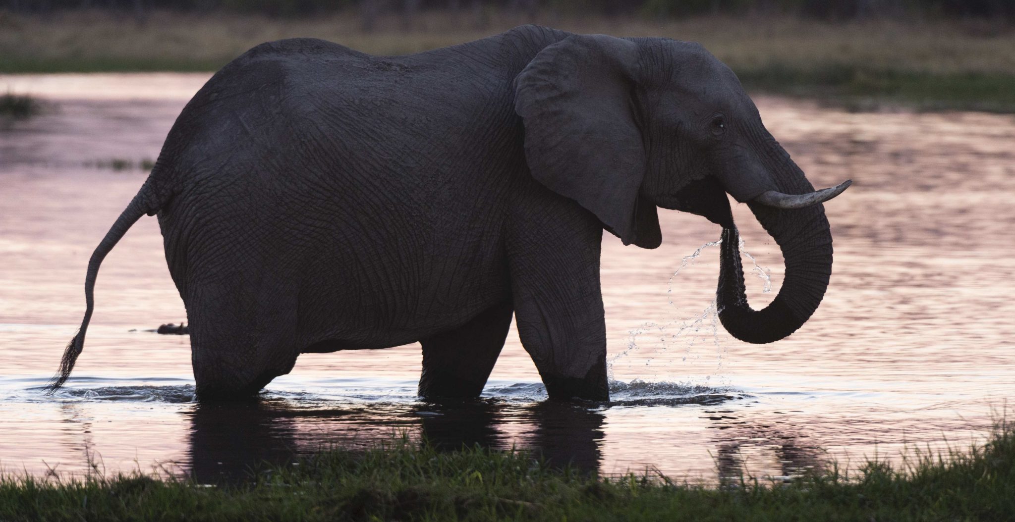 Unaired TV Episodes Show Wayne LaPierre Trying to Shoot an Elephant